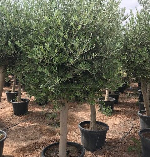 Olive (Olea Europea) Care