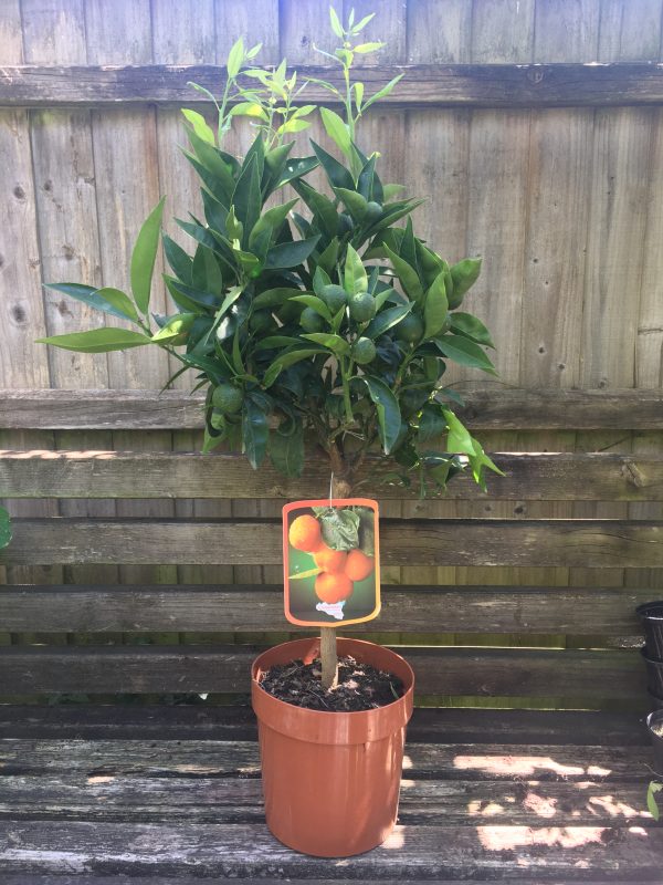 Clementine "Citrus Clementina" Forest Plants and Trees Selling