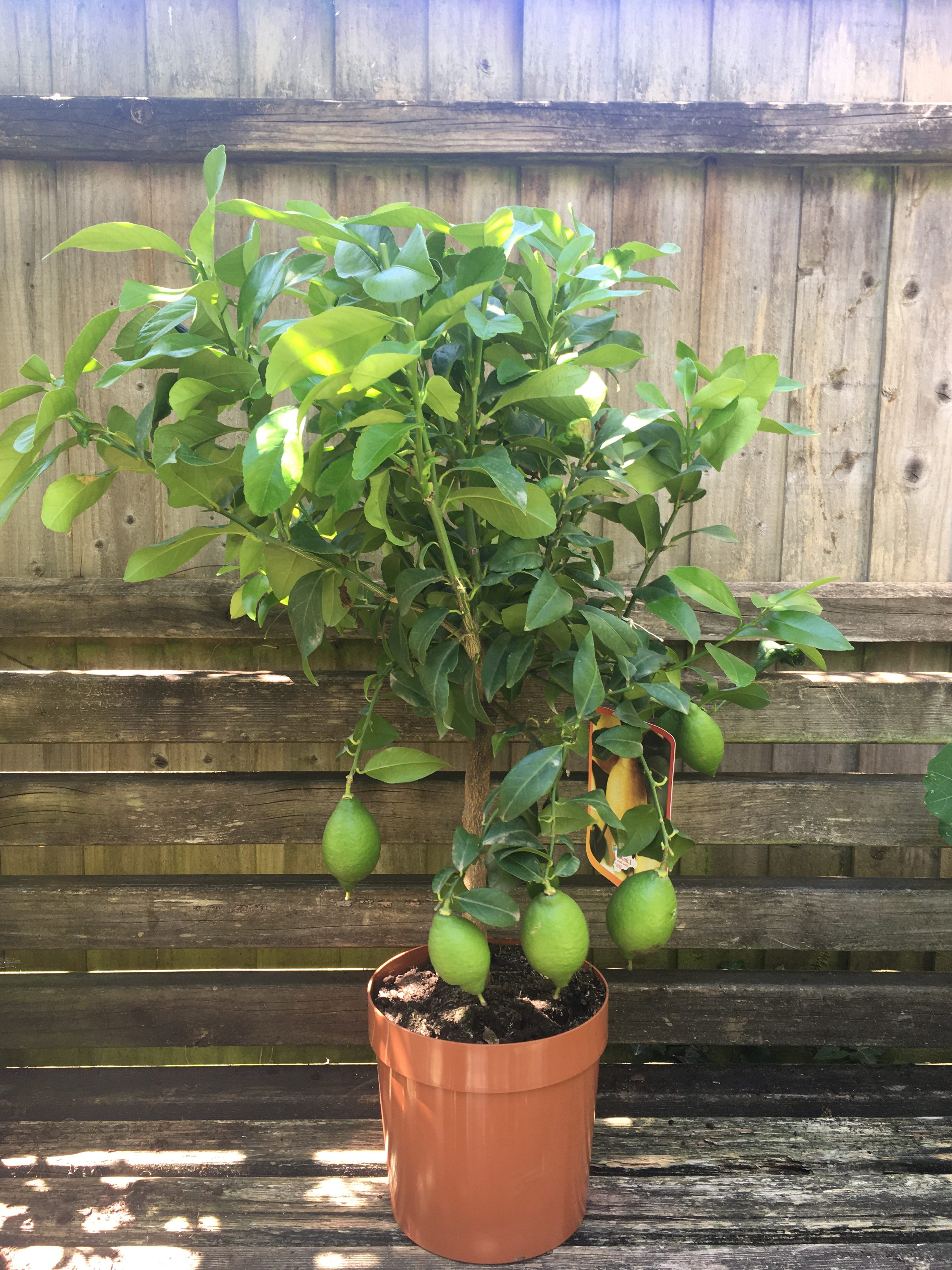 Lemon "Citrus Limon" Forest Plants and Trees Selling Plants and