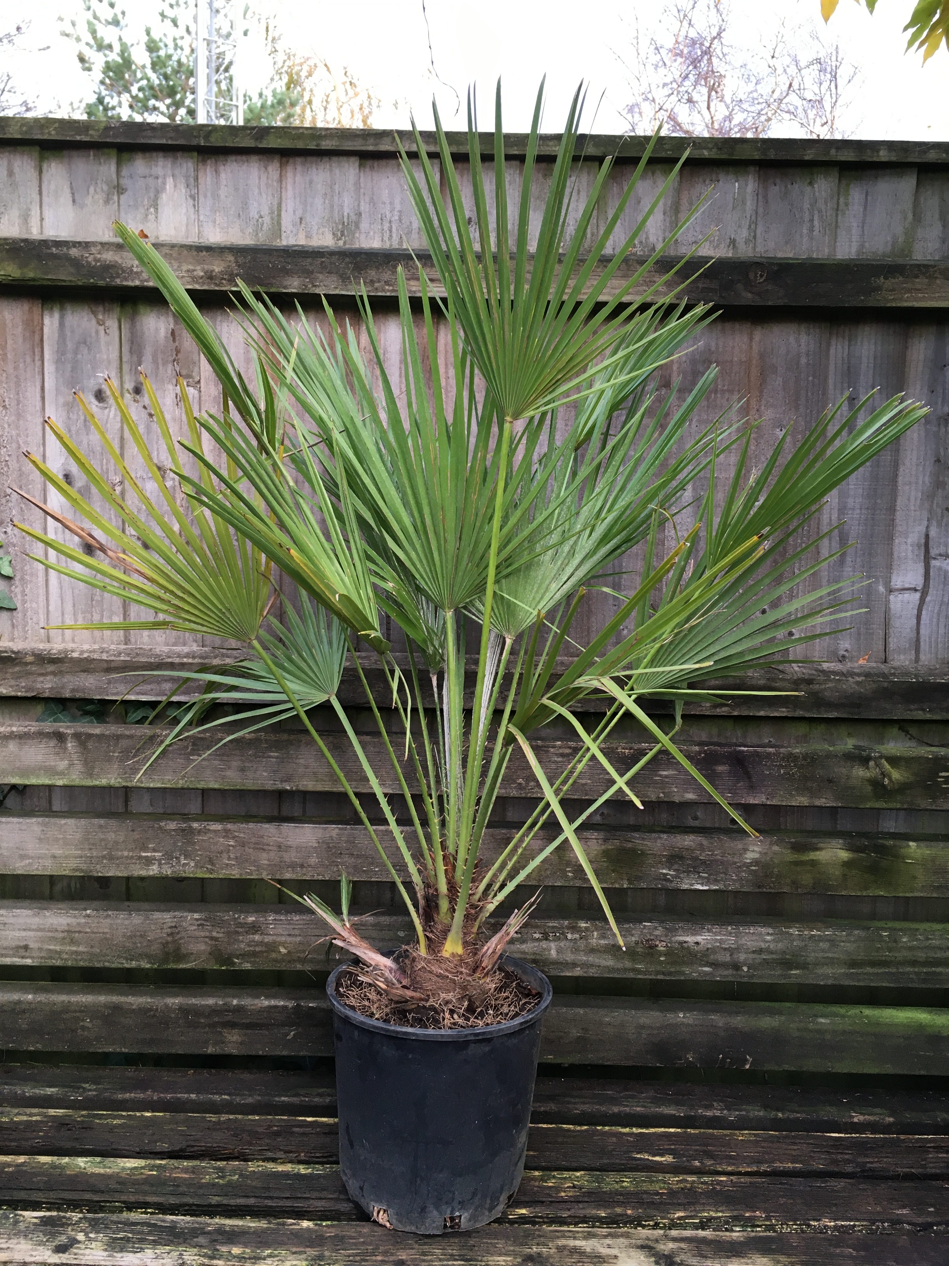 trachycarpus 1