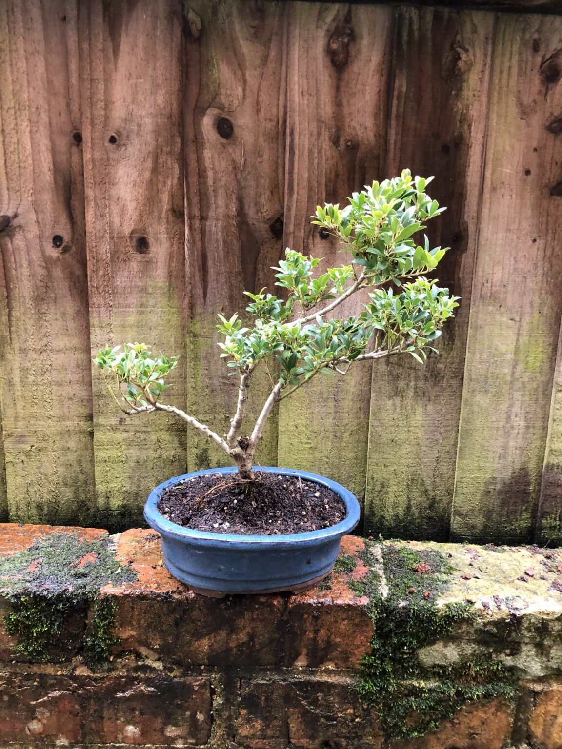 Japanese Holly (Ilex Crenata) | Forest Plants and Trees - Selling ...
